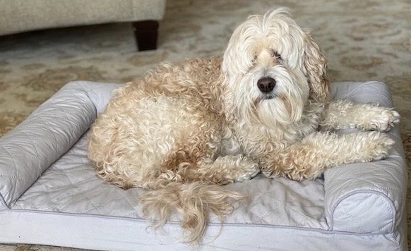 baxter the therapy dog at home on his bed