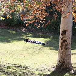 student under tree